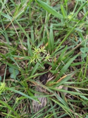 Cyperus croceus