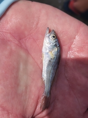 Sciaenidae