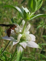 Cerceris bicornuta