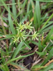 Cyperus croceus