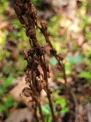 Monotropa hypopitys