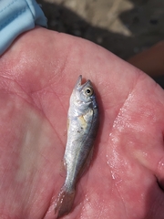 Sciaenidae