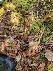 Monotropa hypopitys