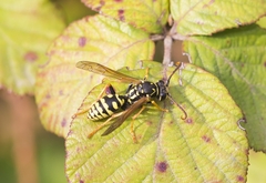 Polistes gallicus