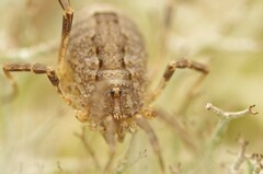 Odiellus spinosus