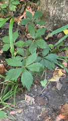 Sanicula canadensis
