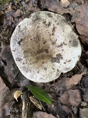 Lactarius argillaceifolius