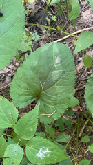 Eurybia macrophylla