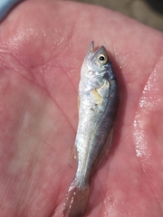 Sciaenidae