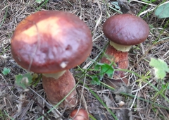 Suillus clintonianus