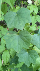 Menispermum canadense