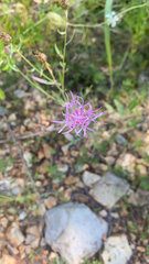 Centaurea stoebe
