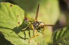Polistes gallicus