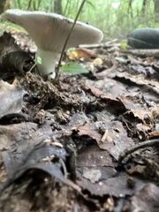 Lactarius argillaceifolius