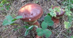Suillus clintonianus