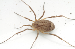 Odiellus spinosus