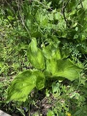 Symplocarpus foetidus