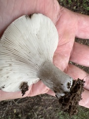 Lactarius argillaceifolius