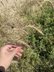 Elymus canadensis