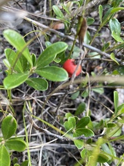 Arctostaphylos uva-ursi