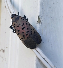 Lycorma delicatula