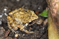 Eleutherodactylus campi