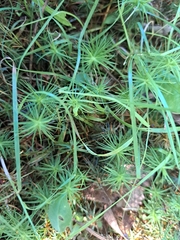 Polytrichum commune
