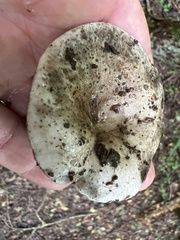 Lactarius argillaceifolius