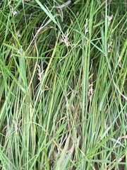 Carex brizoides