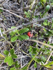 Arctostaphylos uva-ursi