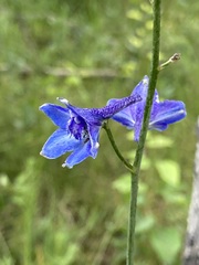 Delphinium