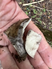 Lactarius argillaceifolius