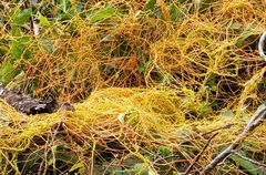 Cuscuta compacta