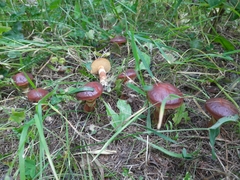Suillus clintonianus