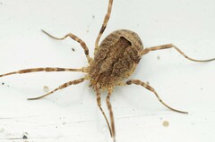 Odiellus spinosus