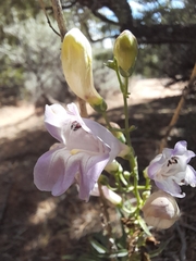Penstemon comarrhenus