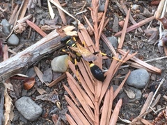 Sceliphron caementarium