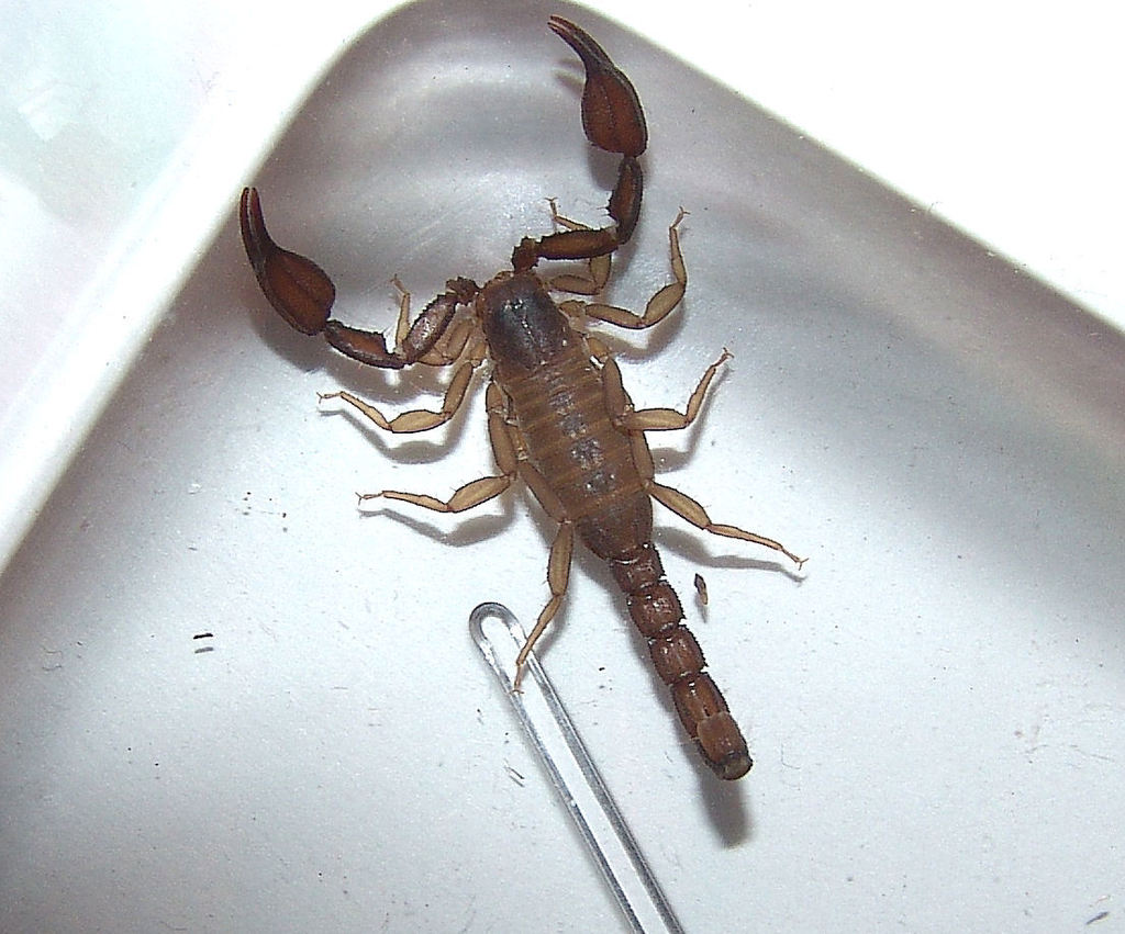 Pseudouroctonus apacheanus