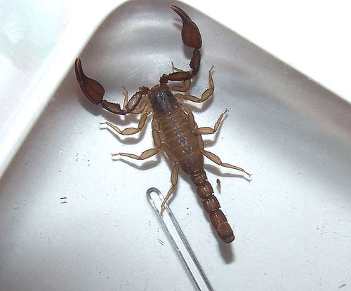 Pseudouroctonus apacheanus