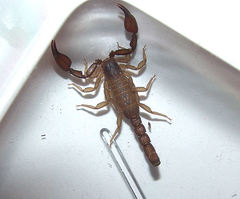 Pseudouroctonus apacheanus