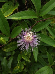 Passiflora incarnata