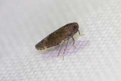 Opsiplanon luella