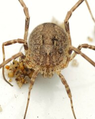 Odiellus spinosus