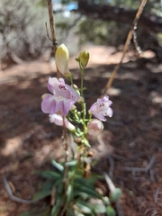 Penstemon comarrhenus