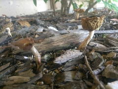 Agaricineae