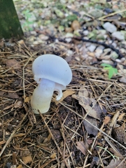 Leucocoprinus cepistipes