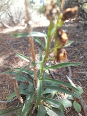 Penstemon comarrhenus