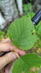Betulaceae
