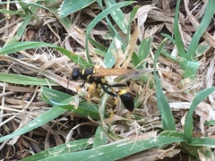 Sceliphron caementarium