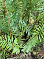Blechnum orientale